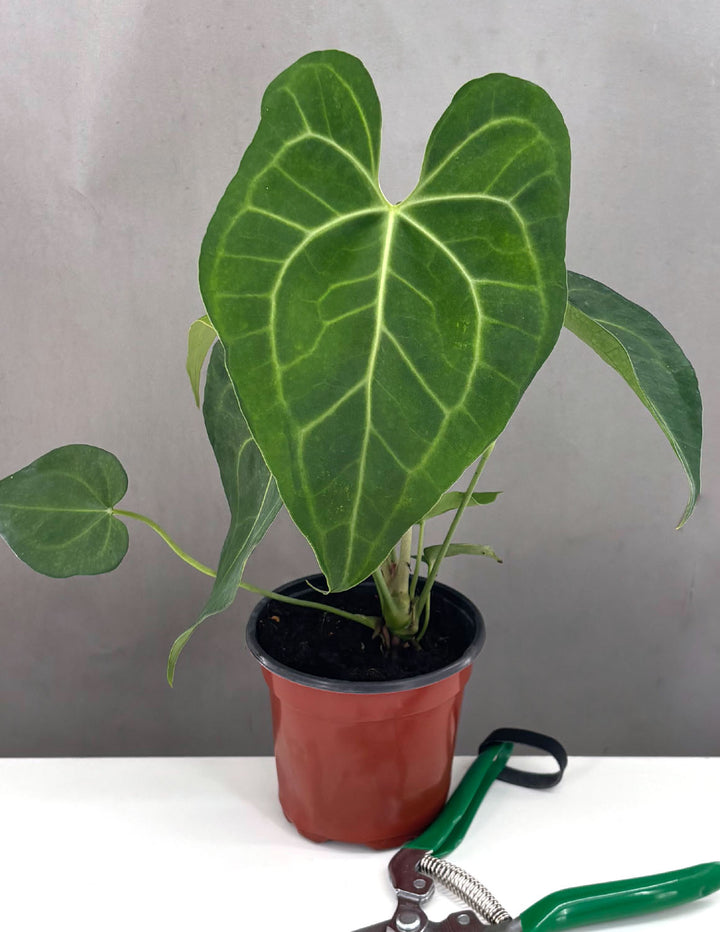 anthurium clarinervium dark form vs normal Anthurium Clarinervium