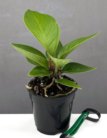 Anthurium Cobra - House Plant -Plant Proper - 4" Pot