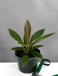 Anthurium Cobra - Plant Proper - 4" Pot