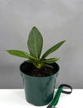 Anthurium Cobra - Plant Proper - 4" Pot