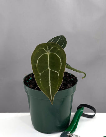 Anthurium Forgetii - Plant Proper - 4" Pot