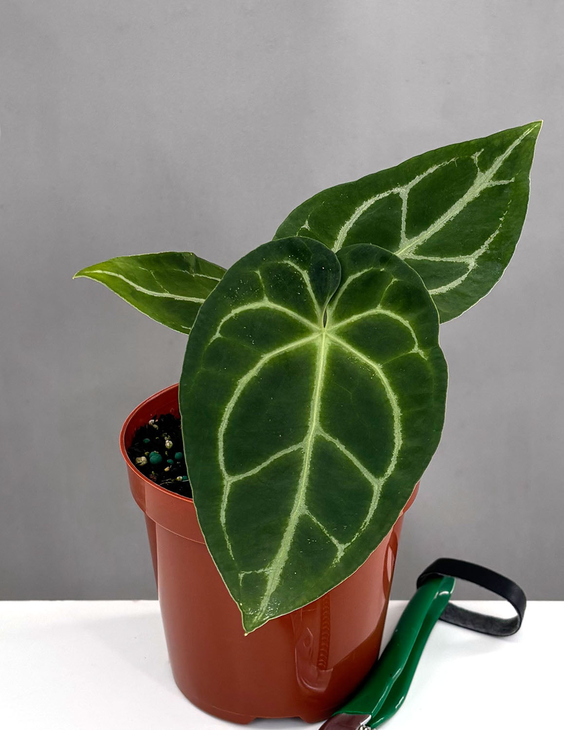 Anthurium Magnificum x Forgetii - Plant Proper