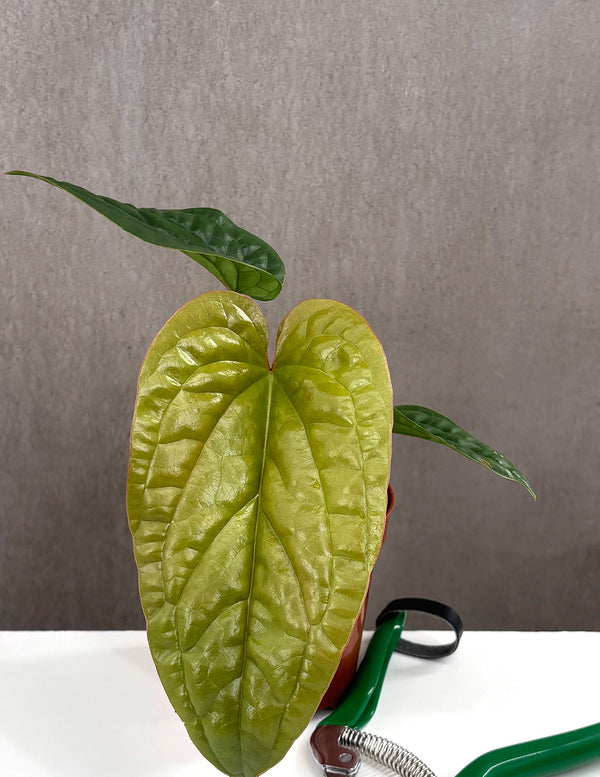 Anthurium Radicans x Luxurians - Plant Proper - 4" Pot