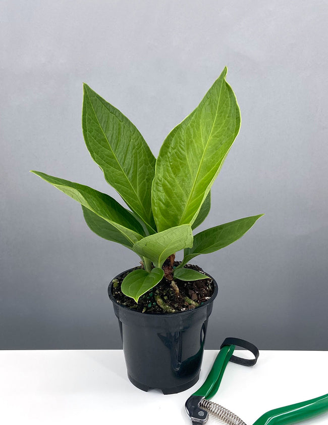 Anthurium Cobra - Plant Proper - 4" Pot