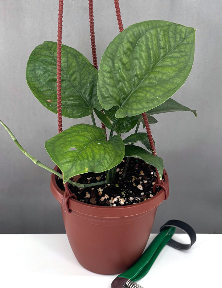 Amydrium Medium Spiderman - House Plant -Plant Proper