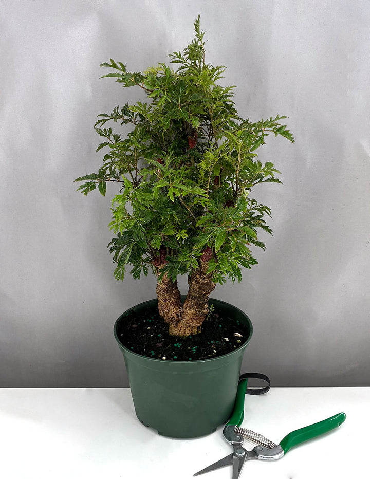 Aralia Ming