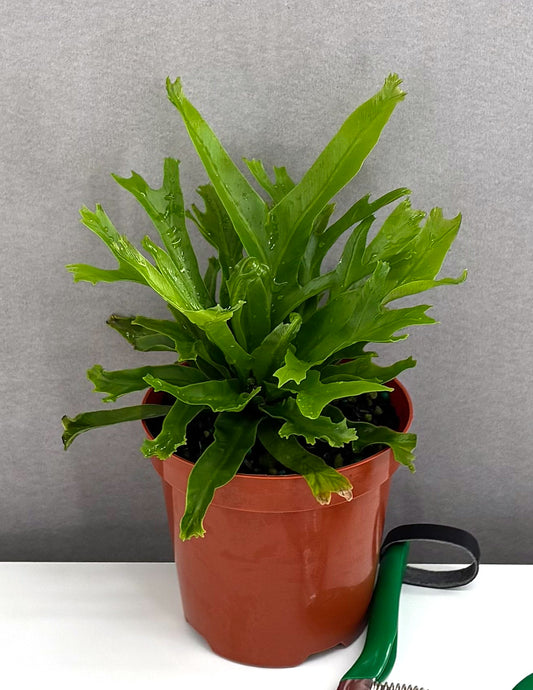 Crissie Fern - Plant Proper - 4" Pot