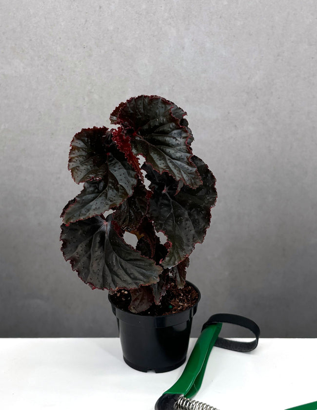 Begonia Black Magic - Plant Proper - 2" Pot