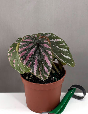 Begonia Brevirimosa Exotica - Plant Proper - 3" Pot