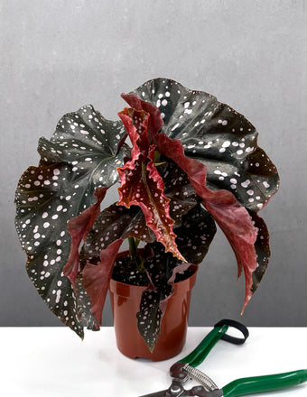 Begonia Cracklin Rose - Plant Proper - 4" Pot