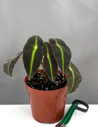 Begonia Listada