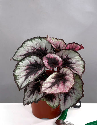 Begonia Red Kiss - Plant Proper - 4" Pot