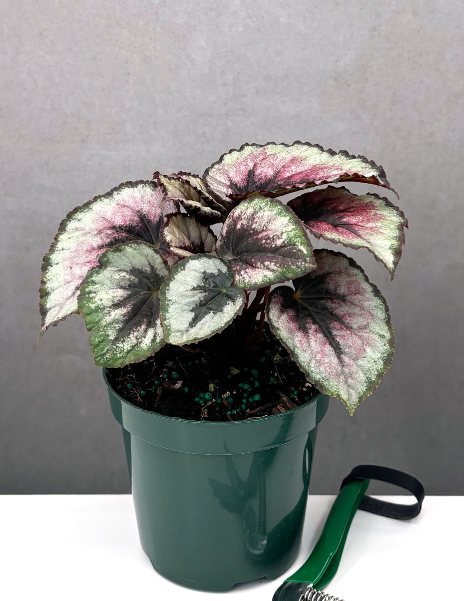 Begonia Red Kiss - Plant Proper