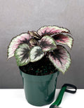 Begonia Red Kiss - Plant Proper - 4" Pot