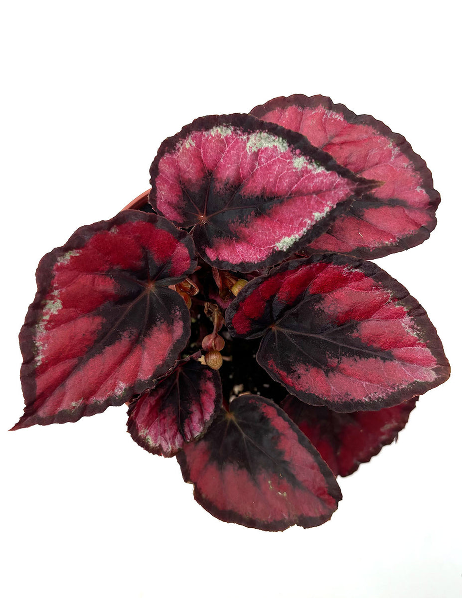 Begonia Red Kiss - Plant Proper