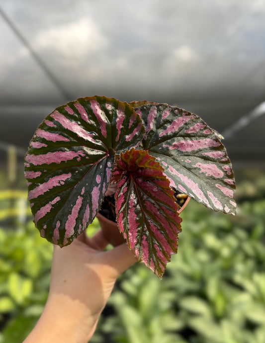 Begonia Brevirimosa Exotica