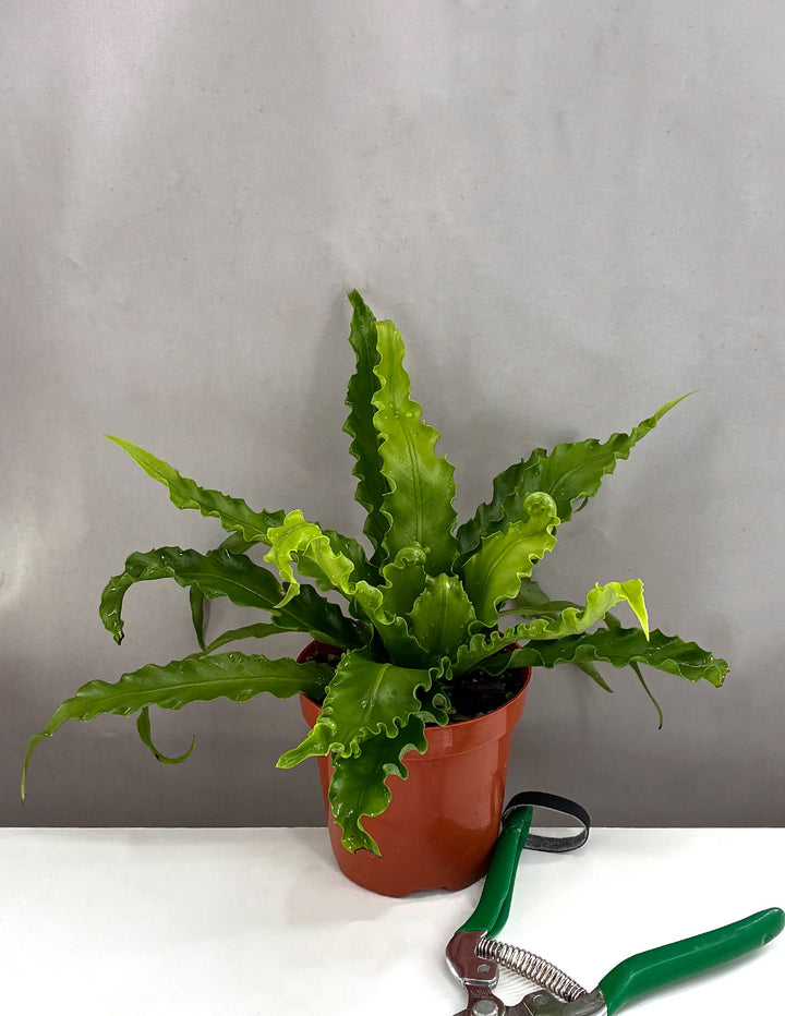Bird's Nest Fern | Houseplant