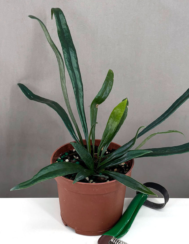 Blue Oil Fern - Plant Proper - 3" Pot