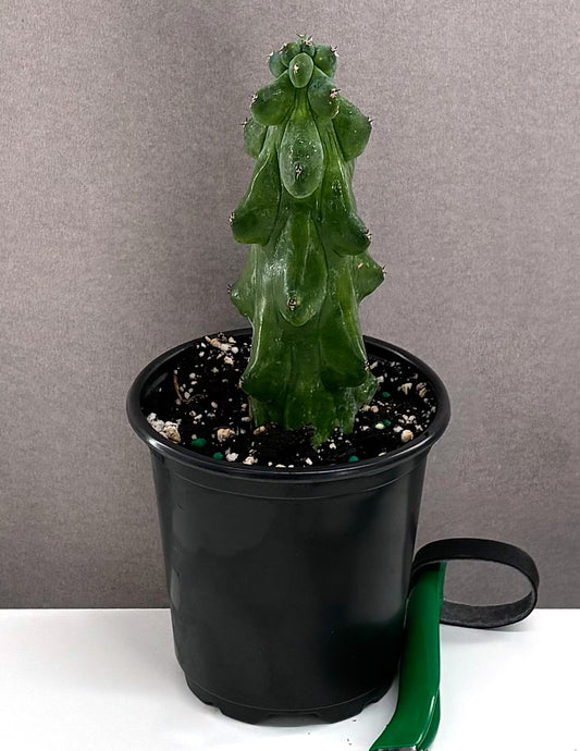 Boogie Cactus - Plant Proper  3.5" Pot
