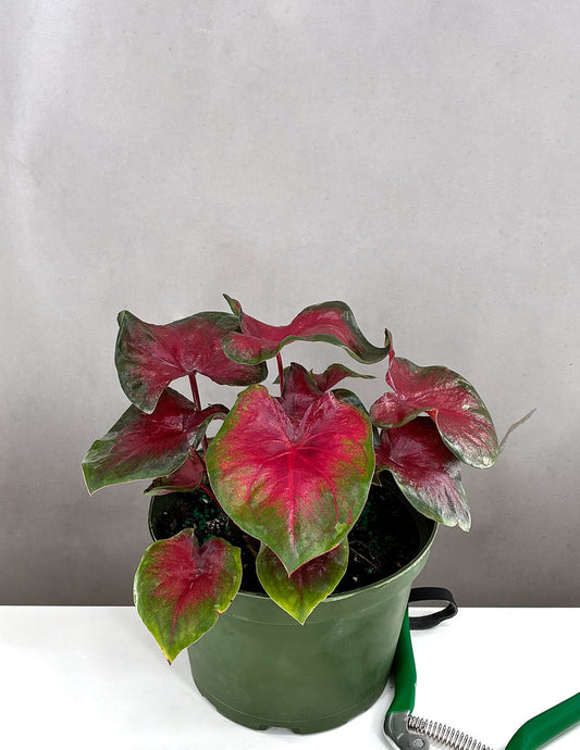 Caladium Bicolor Red Heart - Plant Proper - 6" Pot