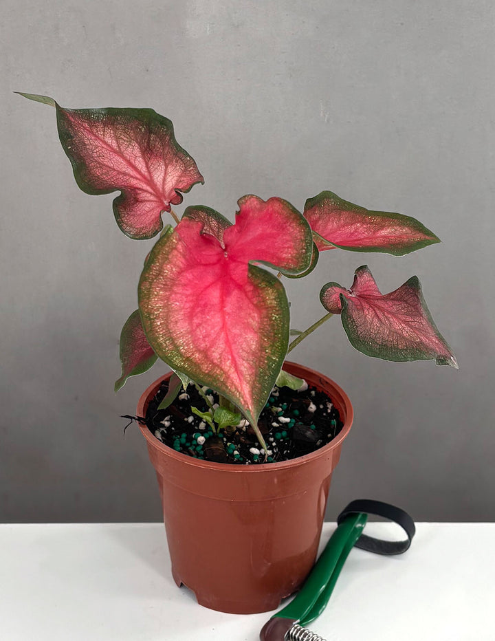caladium potted plant Caladium Fairytale Princess