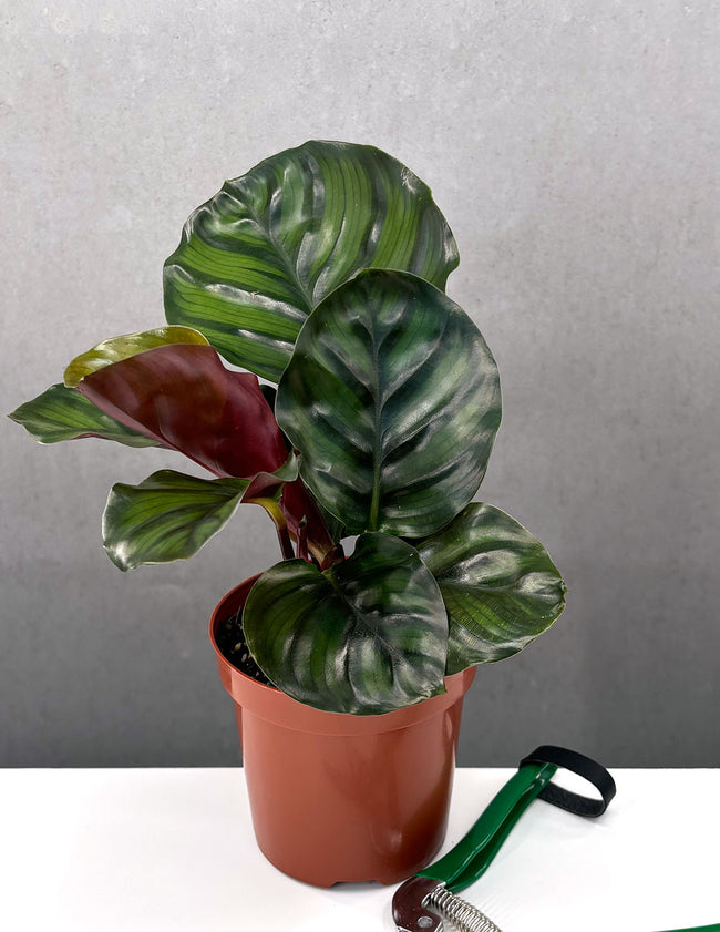 Calathea Fasciata