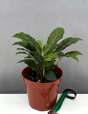 Calathea Misto - Plant Proper - 4" Pot