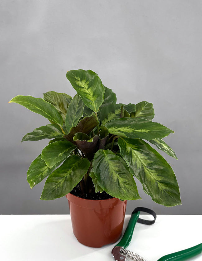 Calathea Misto - Plant Proper - 4" Pot