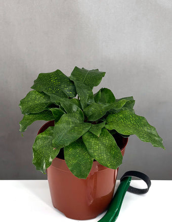 Calathea Musaica - Plant Proper - 4" Pot
