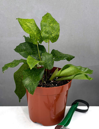 Calathea Musaica - Plant Proper - 4" Pot