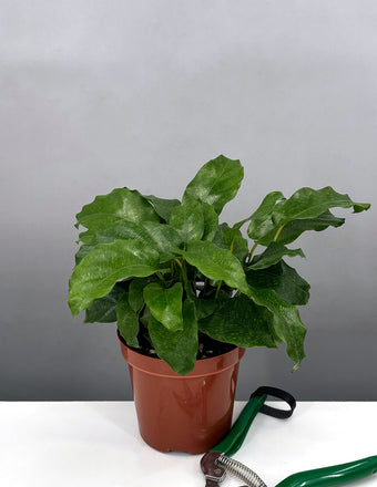 Calathea Musaica - Plant Proper - 4" Pot