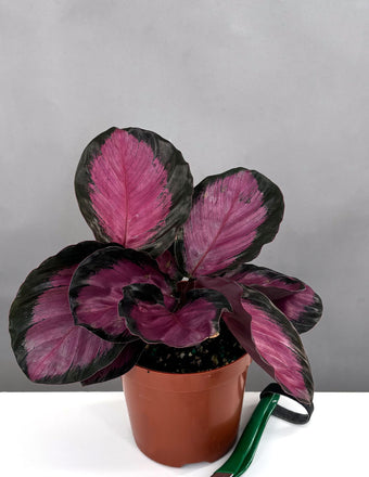 Calathea Rosy - Plant Proper - 4" Pot