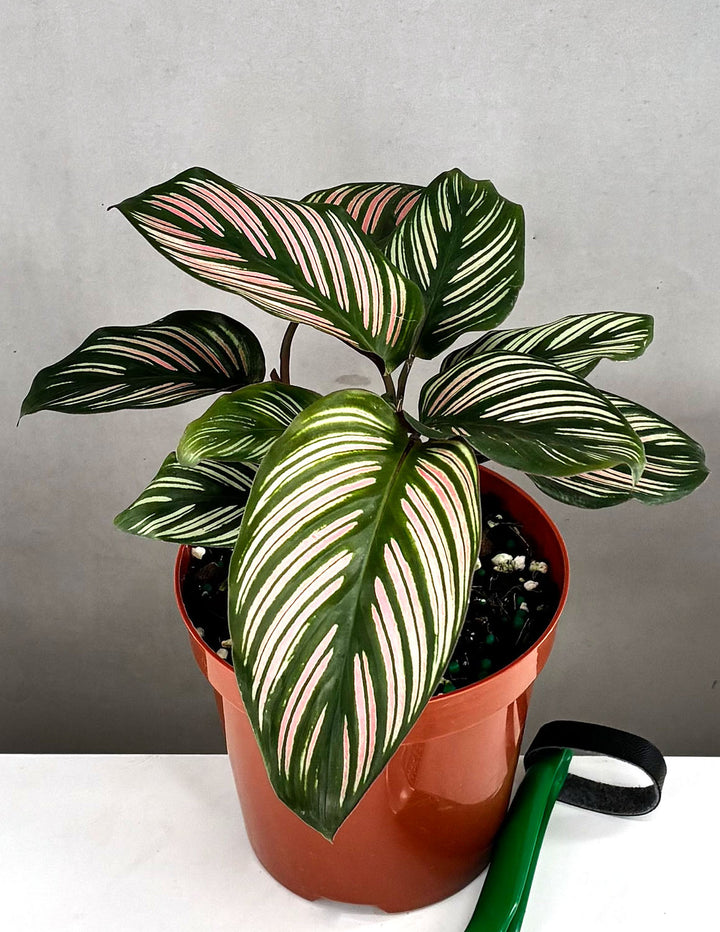 Calathea White Star