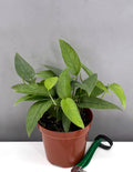 Cebu Blue Pothos - Plant Proper - 4" Pot