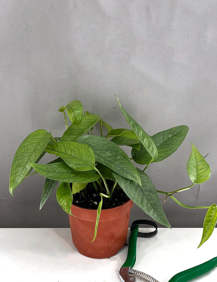 cebu blue pothos for sale philippines Epipremnum Cebu Blue