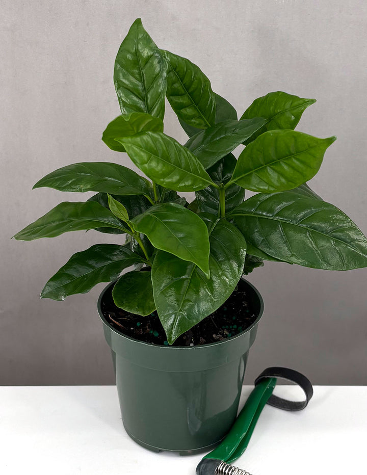 Coffee Plant - Coffea Arabica