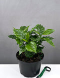 6" Coffee Plant - Coffea Arabica - Plant Proper