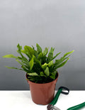 Crocodile Fern - Plant Proper - 4" Pot