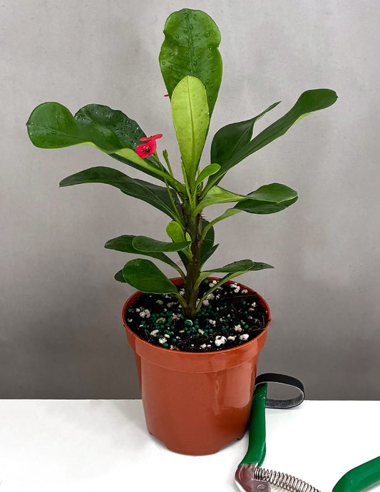 Crown of Thorns Red Flower  - Plant Proper - 4" Pot