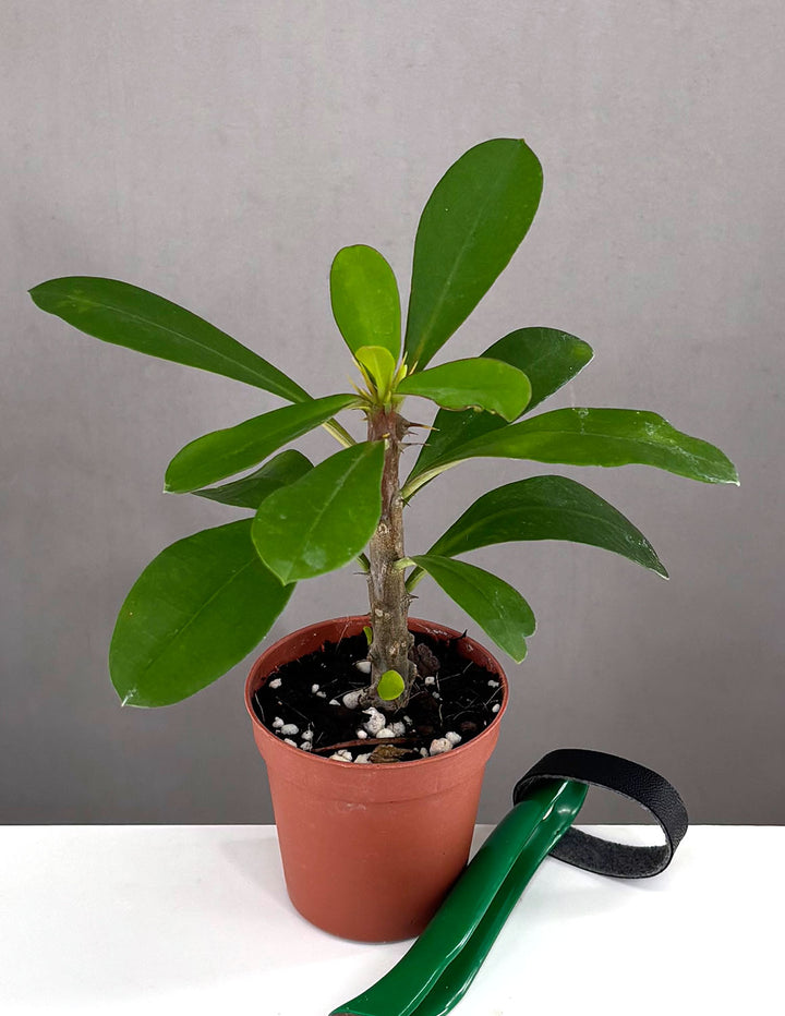 crown pot plant Crown of Thorns | House Plants