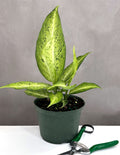 Dieffenbachia Camouflage - Plant Proper - 6" Pot