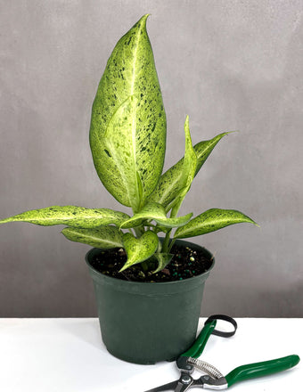 Dieffenbachia Camouflage - House Plant - Plant Proper - 4"
