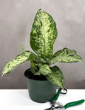Dieffenbachia Memoria Corsii - Plant Proper - 6" Pot