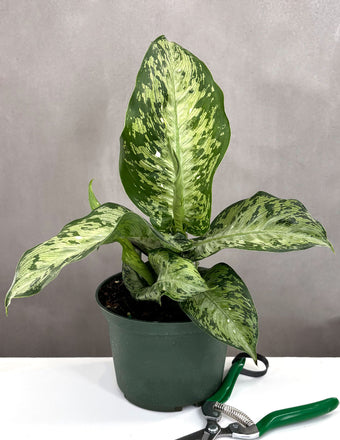 Dieffenbachia Memoria Corsii - Plant Proper - 6" Pot