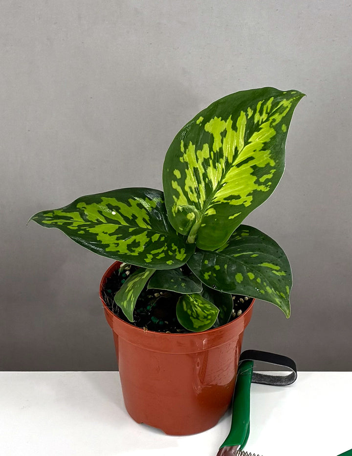 camouflage dieffenbachia care Dieffenbachia Military