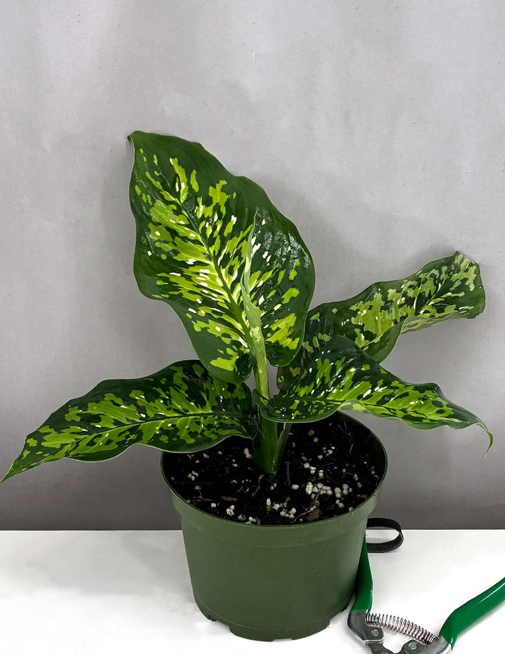 Dieffenbachia Military | Houseplant