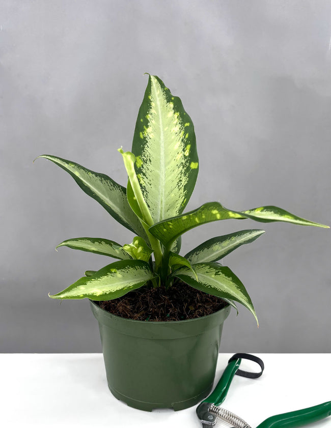 Dieffenbachia Panther - Plant Proper - 6" Pot