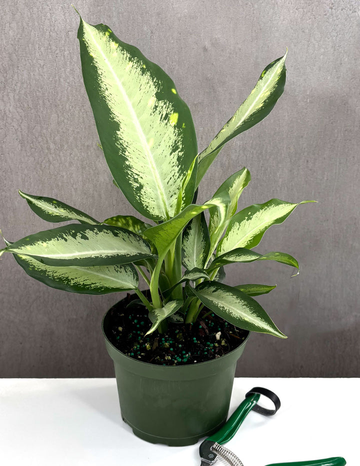 dieffenbachia pet safe Dieffenbachia Panther