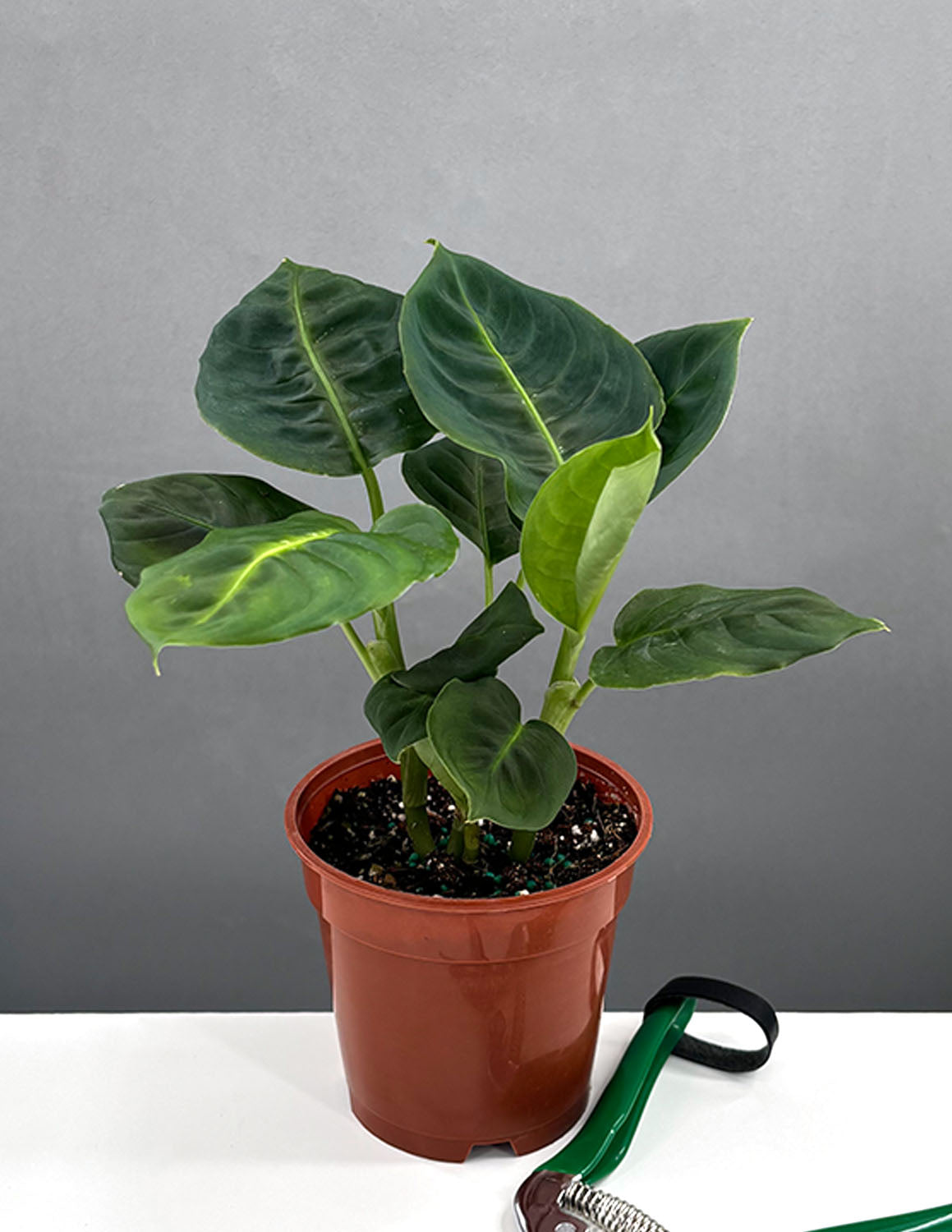 Reserved : Philodendron Ring of fire, outlets Gloriosum and Diffenbachia Reflector