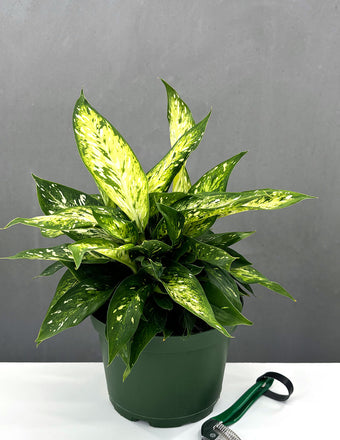 Dieffenbachia Starbright - Plant Proper - 6" Pot